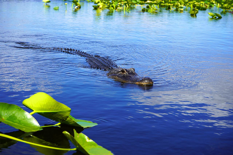 Everglades Airboat Tour with Transfer From Fort Lauderdale