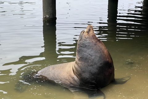 San Diego: Aluguer de barcos eléctricos com guarda-sol