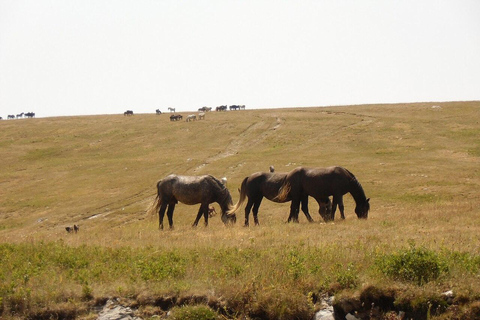 Livno: Guided Wild Horses Tour with Local Aperitif