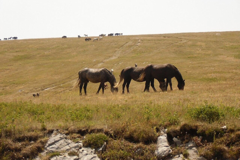 Livno: Guided Wild Horses Tour with Local Aperitif