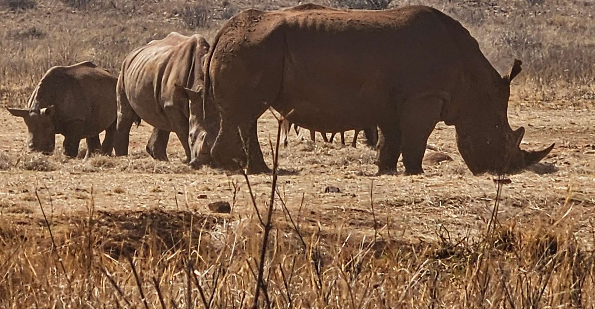Rhino und Lion Park (Safari) und Cradle (Maropeng Museum) - Hizvo