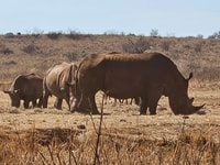 Parc Rhino et Lion (Safari) et Berceau (Musée Maropeng) - Hizvo