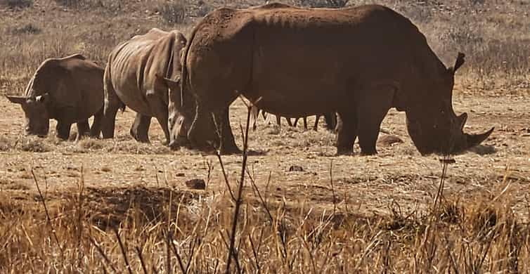 Johannesburg: Rhino and Lion Park Safari and Maropeng Museum | GetYourGuide