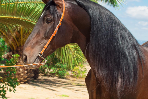 Punta Cana: Swim & Ride Horse on Caribbean Beach & Transport