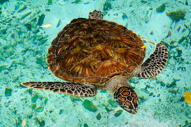 Zanzibar: Zwemmen met de schildpadden in het Natural Aquarium