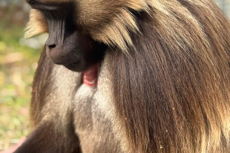 Addis Abeba: Töpferwaren, Markt und Kaffee-Tour mit MittagessenAddis Abeba: Töpfer-, Markt- und Kaffeetour mit Mittagessen