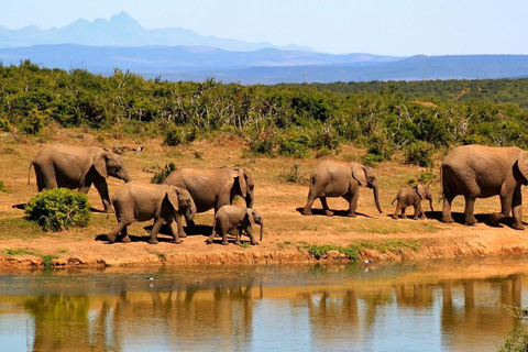 7-Day Mobile Camping Safari in Chobe &amp; MoremiPrivate Tour in English