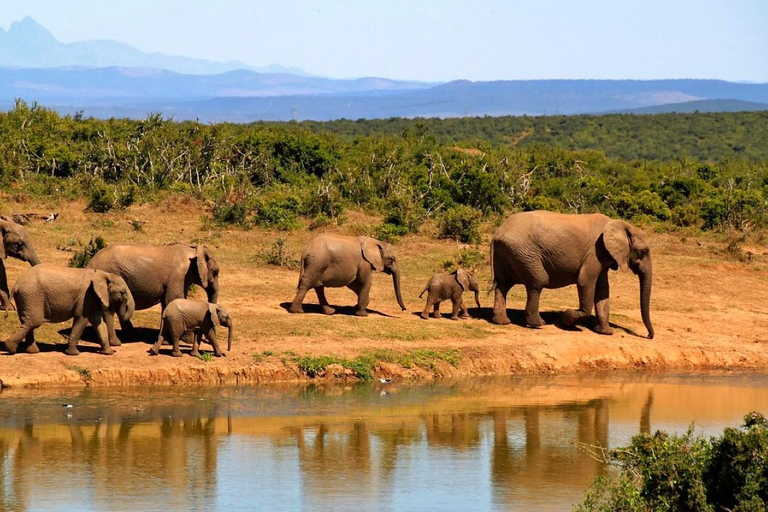 7-Day Mobile Camping Safari in Chobe &amp; MoremiPrivate Tour in English