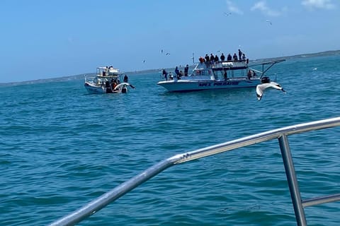 Full-day Cape Town's Deep Sea Shark Viewing Tour