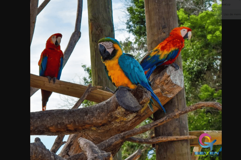 EXCURSIÓN TERRESTRE ISLA DEL ENCANTO + VISITA AL AVIARIO