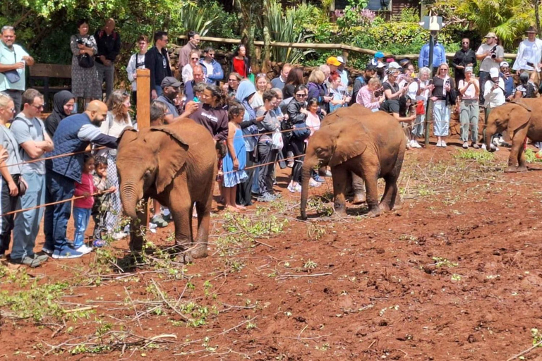 Demi-journée au Sheldrick Wildlife Trust et au Centre des girafes