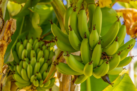 Las Palmas or Maspalomas: Contrasts tour of Gran Canaria From Maspalomas - with Mundo Platano tickets - English