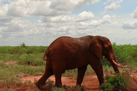 Overnight Group safari Tsavo East Safari from Mombasa/ Diani