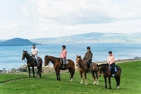 Rotorua, Guided Horseback Riding Day Trip on Mt. Ngongotaha - Housity