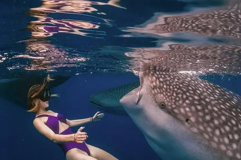 Sumbawa Tour 2 Jours 1 Nuit ( Whale Shark Tour)