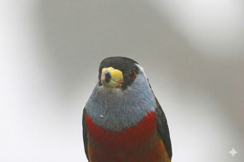 Gallito de la Peña and Bellavista Birdwatching 2 Day Tour