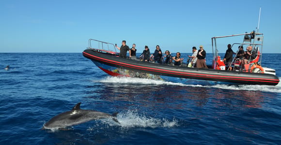 Ein randvolles Schlauchboot (RIB) auf dem offenen Meer, im Vordergrund ein auftauchender Delfin