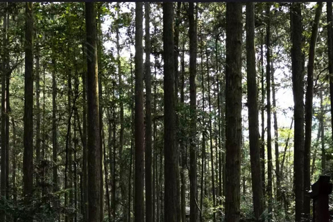 Zhangjiajie Day Hike: Primeval Peaks & Yaozi Village Loop