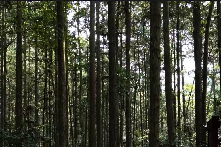 Zhangjiajie Day Hike: Primeval Peaks & Yaozi Village Loop
