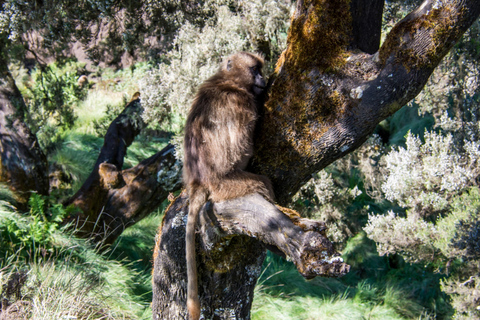 Addis Ababa: Full-Day Nature Tour with Wildlife & Villages