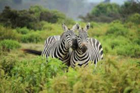 Excursión de un día al Monte Longonot desde Nairobi