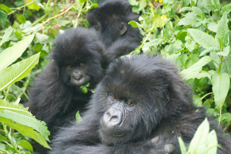 Rwanda Adventure Tours – Kigali, Safaris & Gorilla Trekking