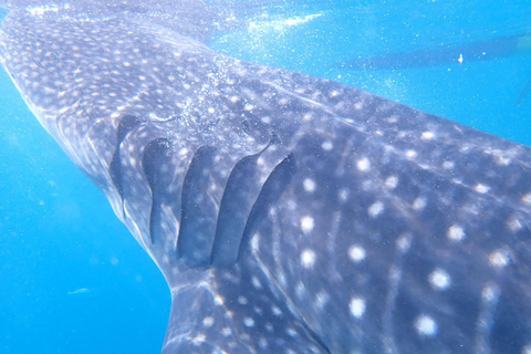 Cebu: 2-Day Private Tour Moalboal and Oslob