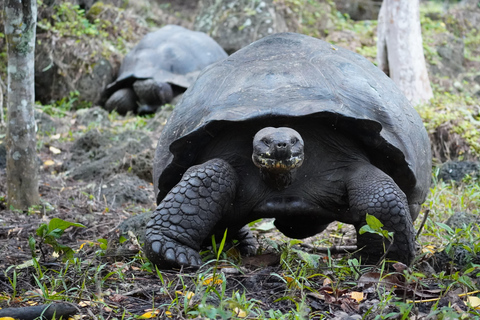 Galapagos: Giant Tortoises & Lava Tunnels tour with a Dome Stay Giant Tortoises & Lava Tunnels Experience with a Dome Stay
