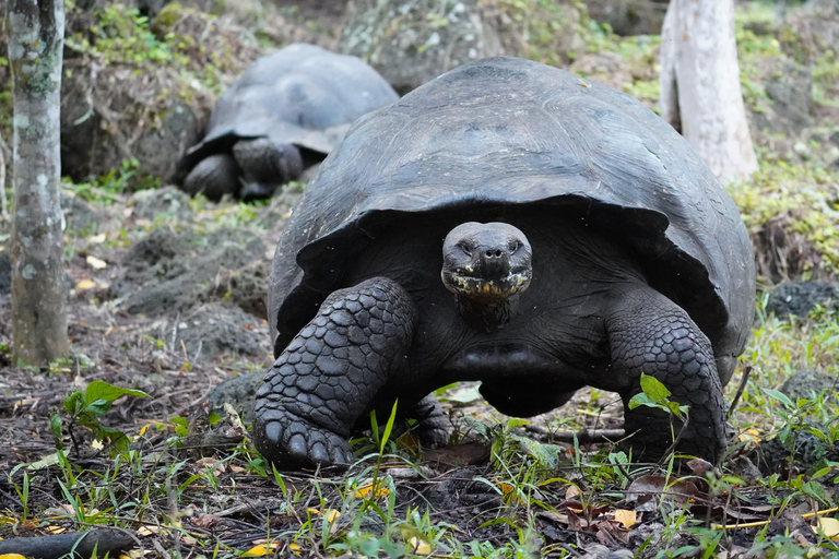Galapagos: Giant Tortoises & Lava Tunnels tour with a Dome Stay Giant Tortoises & Lava Tunnels Experience with a Dome Stay