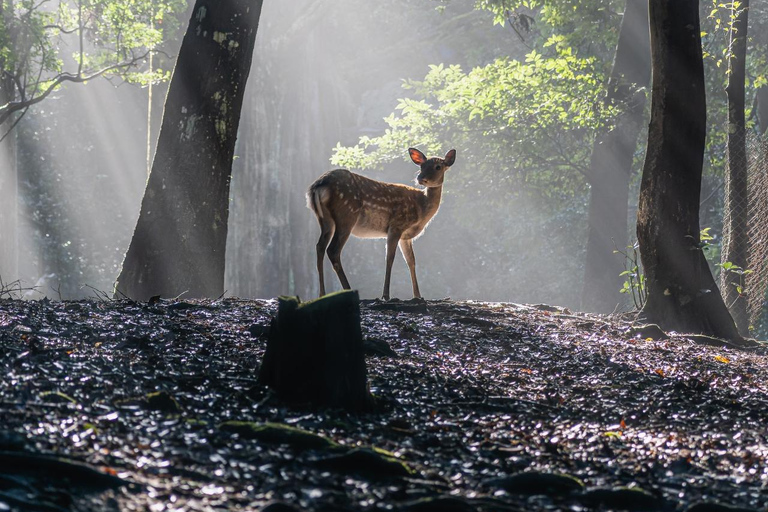 奈良：雾霭中与鹿共行的神圣晨间漫步奈良：雾中与鹿共行的神圣晨间漫步