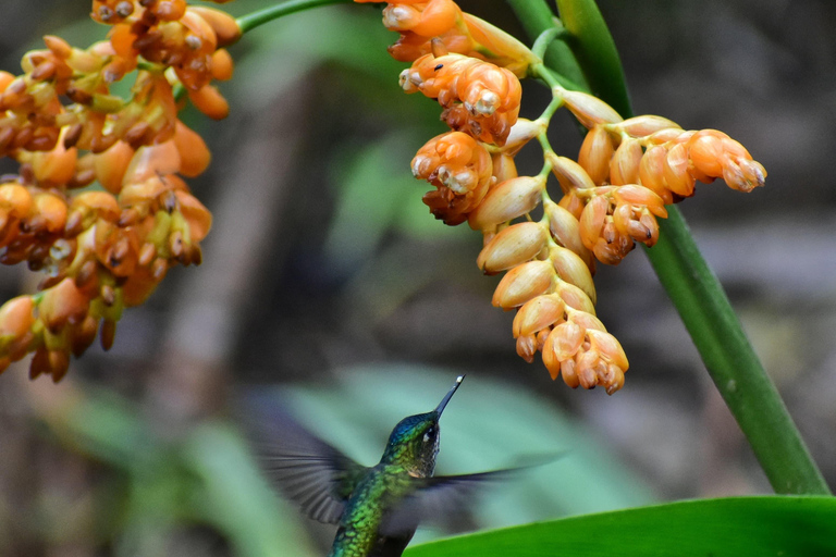 Mindo : &quot;Oiseaux, chocolat/café et chutes d&#039;eau&quot;.