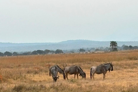 From Zanzibar: 2-Day Mikumi National Park Safari with Train