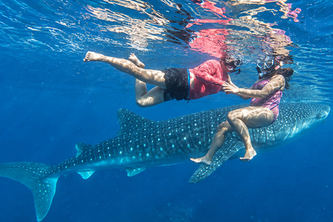 Cebu: Oslob Whale Shark Swimming Experience with Transfer