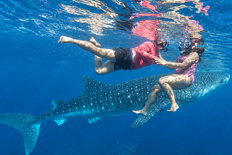 Cebu: Oslob Whale Shark Swimming Experience with Transfer
