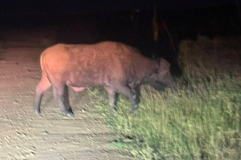Nairobi National Park Night Safari with Armed Rangers