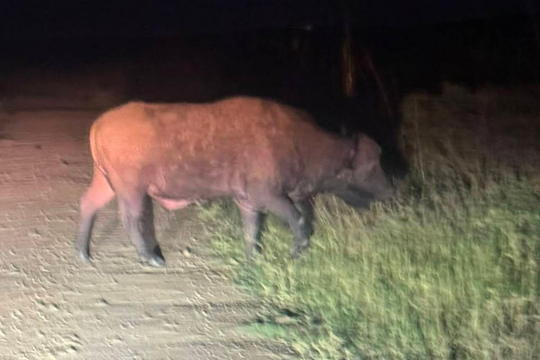 Nairobi National Park Night Safari with Armed Rangers