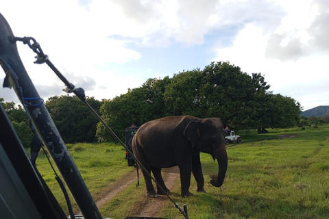 Doświadczenie dzikiej przyrody w Parku Narodowym Minneriya Safari