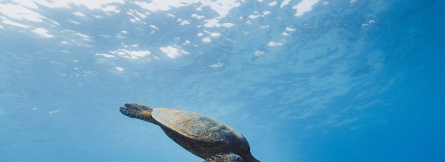 Plongée nocturne en apnée à Mirissa