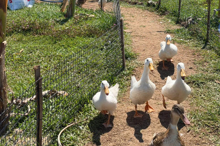 Hoi An Chill: Duck Massage, Basket Boat, and Cooking Class HA :Duck Massage, Basket Boat &Cooking Class without Pick Up