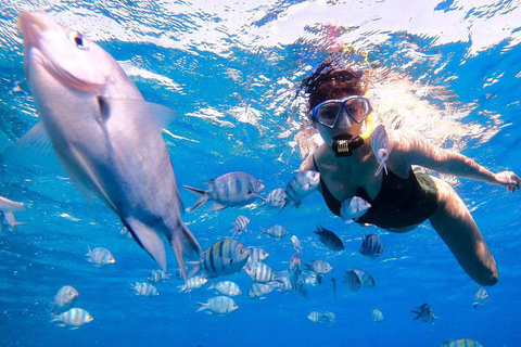 Excursão de 1 dia para mergulho com snorkel e passeio pela ilha com cruzeiro guiado de luxoFuga tranquila para a Ilha Mahmya