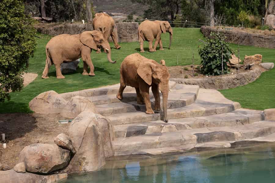 San Diego Zoo Safari Park Tagesticket. Foto: GetYourGuide