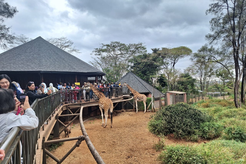 Excursion d&#039;une demi-journée à l&#039;orphelinat des éléphants et au centre des girafes