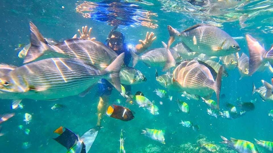 Underwater view of a snorkeller with both hands raised, surrounded by a shoal of large silver-striped fish and smaller yellow and blue reef fish in clear turquoise water