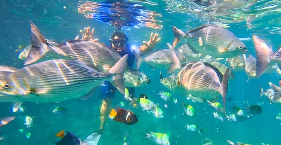 Underwater view of a snorkeller with both hands raised, surrounded by a shoal of large silver-striped fish and smaller yellow and blue reef fish in clear turquoise water