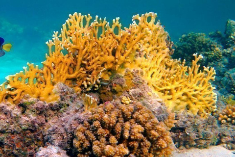 Zanzibar: Chumbe Island coral reef w. Lunch PRIVATE TOUR WITH HOTEL PICK UP & DROP OFF