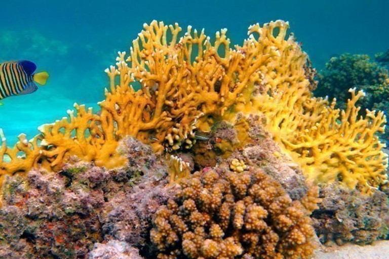 Zanzibar: Chumbe Island coral reef w. Lunch PRIVATE TOUR WITH HOTEL PICK UP & DROP OFF