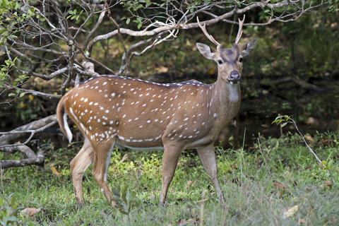 Parc national de Wilpattu : Safari privé (12 heures)