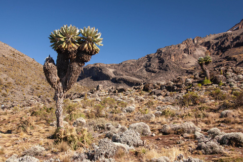 11 days Kilimanjaro Climbing Northern Circuit route