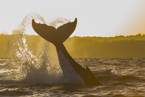 Sydney : Croisière observation des baleines d'aventure