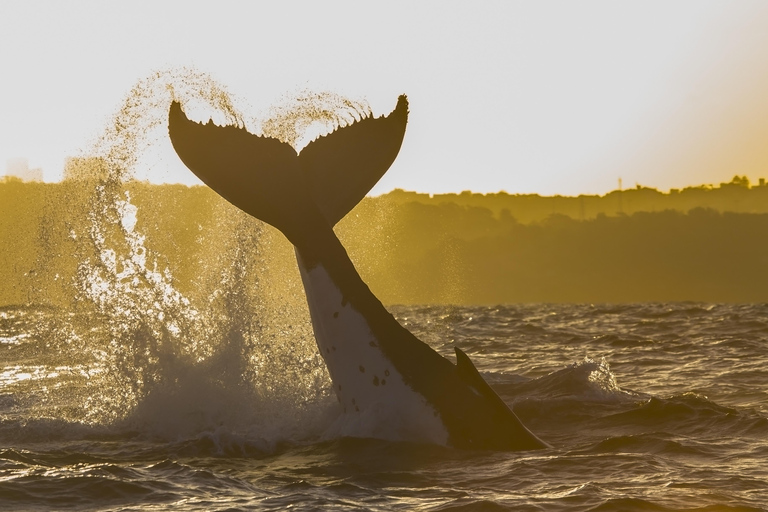 Sydney: Crociera per avvistare le balene